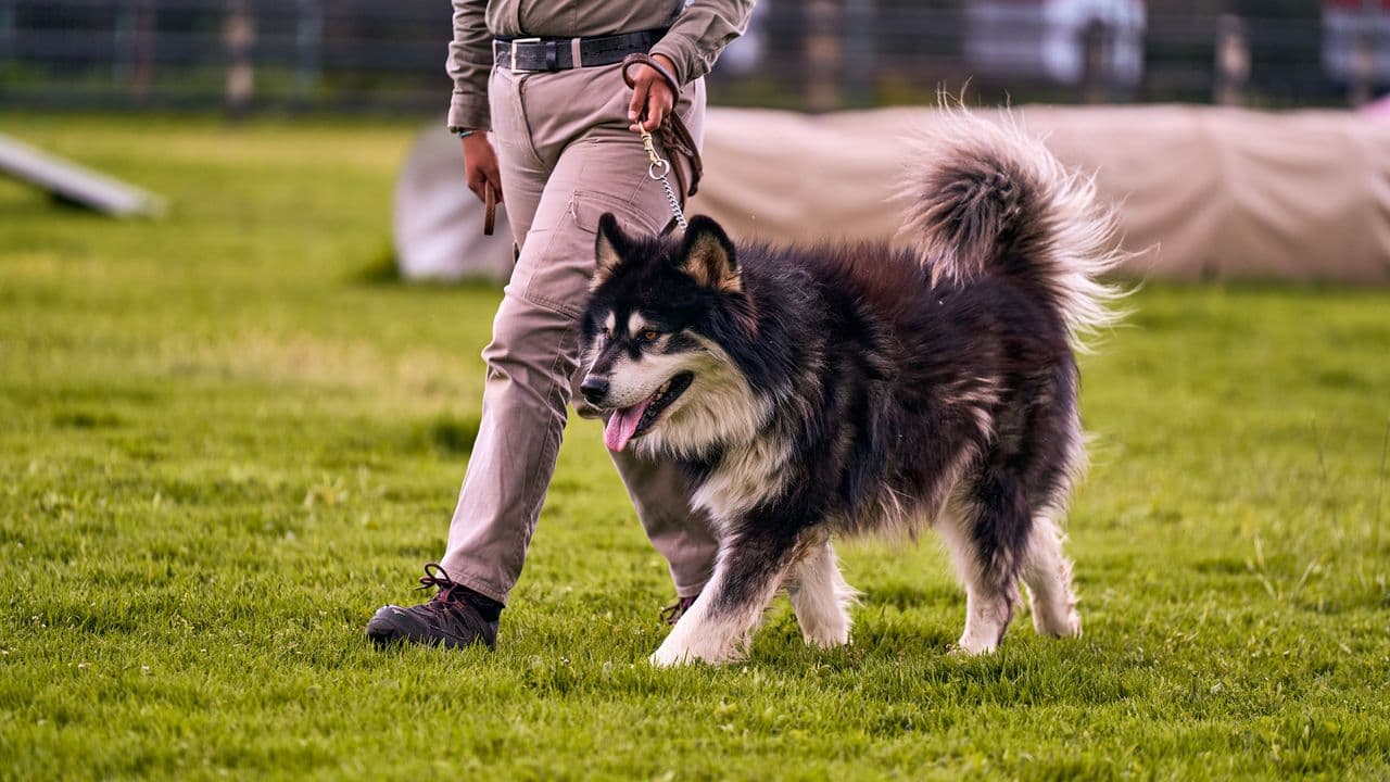Un dueño participa con su perro en una sesión de adiestramiento y manejo seguro
