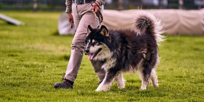 Países Bajos prepara un curso para dueños de perros de riesgo